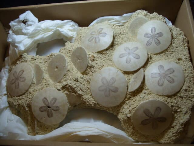 Fossilized Echinoids (Sand-dollars) (012925d)