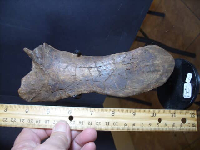 Brachylophosaurus Dinosaur Pubis Bone (012925f)