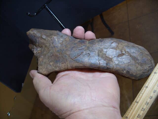 Brachylophosaurus Dinosaur Pubis Bone (012925f) - Image 2