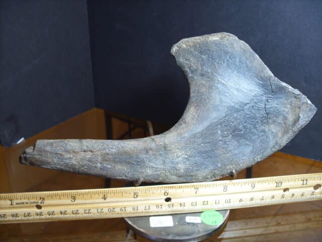 Hypacrosaur Neck Rib (012925h)