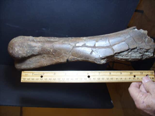 Edmontosaur Dinosaur bone (012925j)