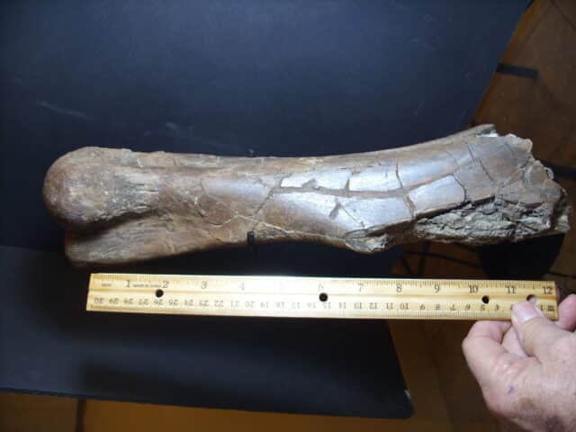 Edmontosaur Dinosaur bone (012925j) - Image 2