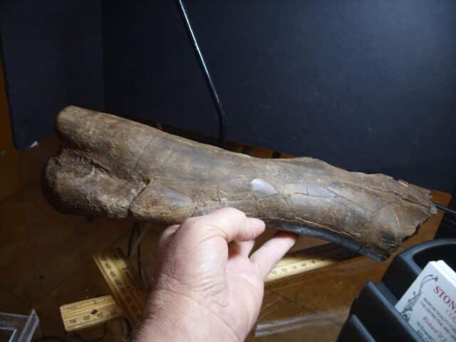 Edmontosaur Dinosaur bone (012925j) - Image 3