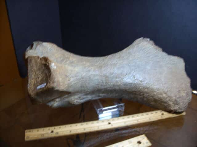 Fossilized Mammoth leg bone(013025g) - Image 2