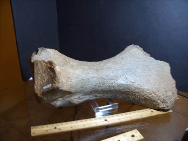 Fossilized Mammoth leg bone(013025g)