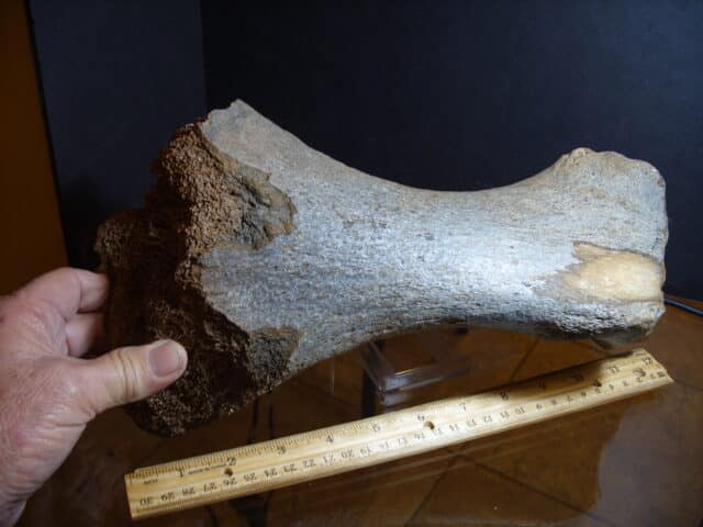 Fossilized Mammoth leg bone(013025g) - Image 3