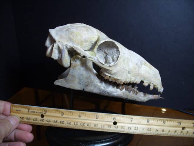 Poebrotherium wilsoni Skull (013025h)