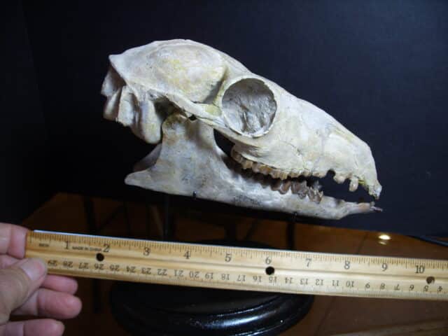 Poebrotherium wilsoni Skull (013025h) - Image 2