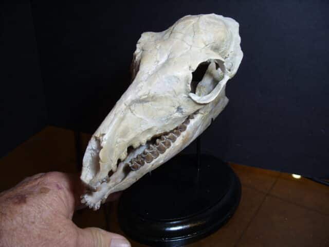 Poebrotherium wilsoni Skull (013025h) - Image 3