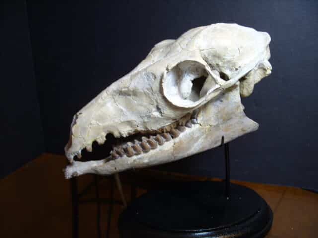 Poebrotherium wilsoni Skull (013025h) - Image 4