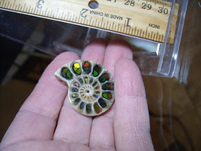 Ammonite/Ammolite  Specimen (013025k)