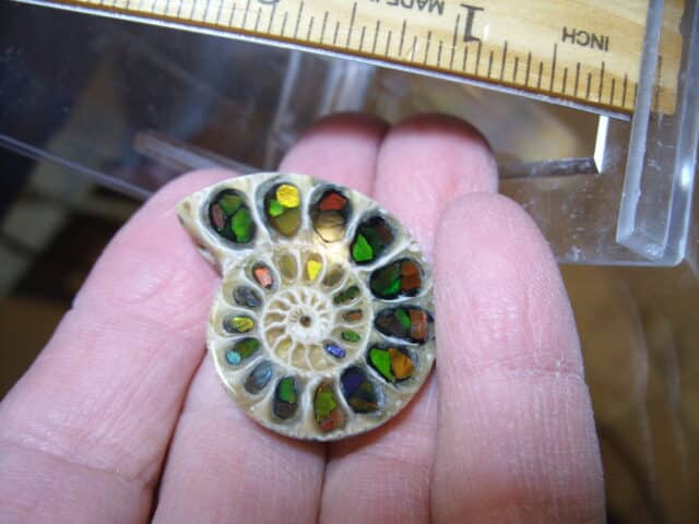 Ammonite/Ammolite  Specimen (013025k) - Image 2