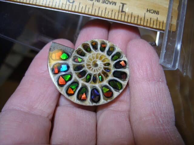 Ammonite/Ammolite  Specimen (013025m)