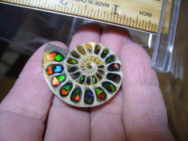 Ammonite/Ammolite  Specimen (013025m) - Image 2