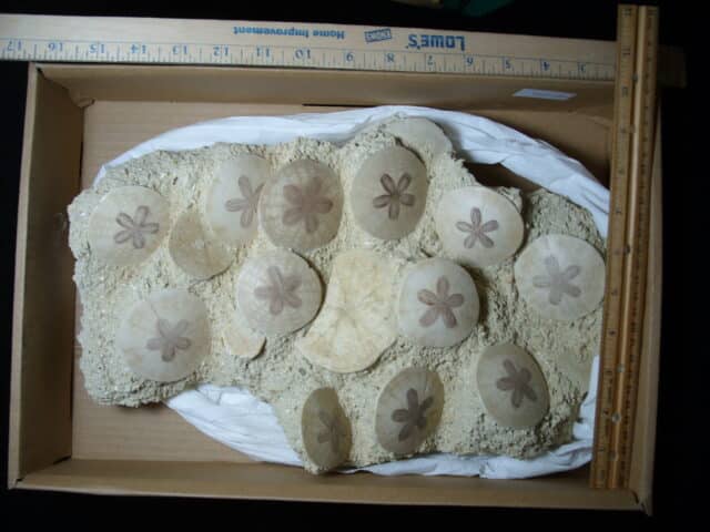 Fossilized Echinoids (Sand-dollars) (012925cc)