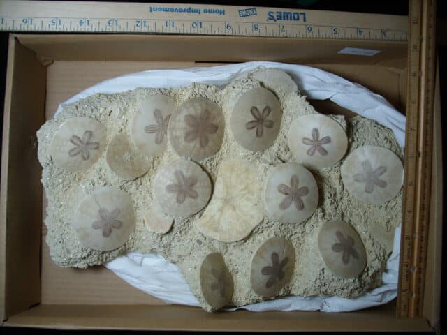 Fossilized Echinoids (Sand-dollars) (012925cc) - Image 2