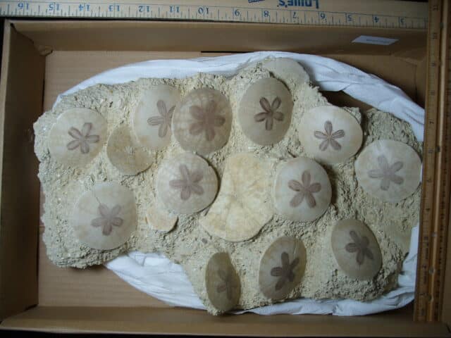 Fossilized Echinoids (Sand-dollars) (012925cc) - Image 3