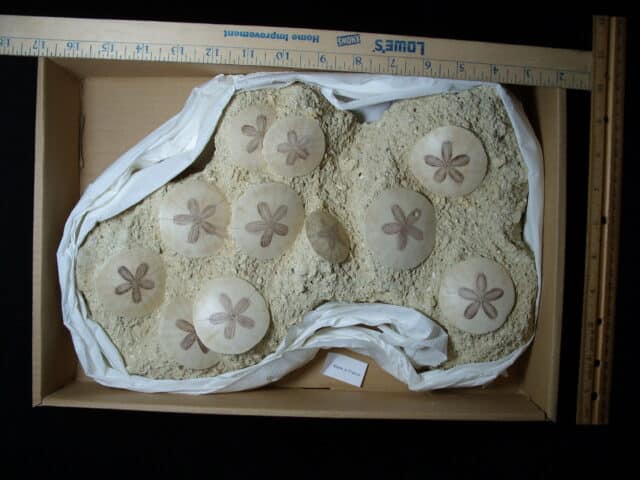 Fossilized Echinoids (Sand-dollars) (012925b)