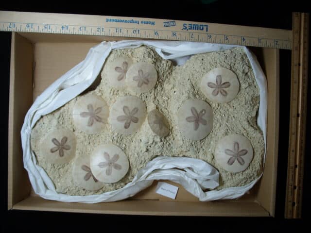 Fossilized Echinoids (Sand-dollars) (012925b) - Image 4