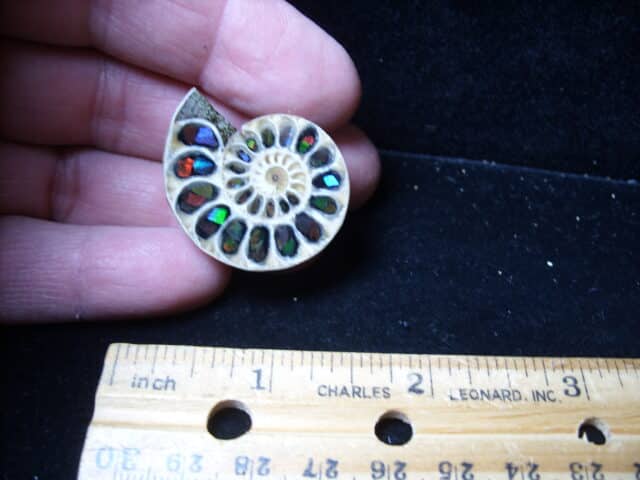 Ammonite/Ammolite  Specimen (020725j)