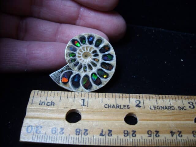 Ammonite/Ammolite  Specimen (020725j) - Image 2