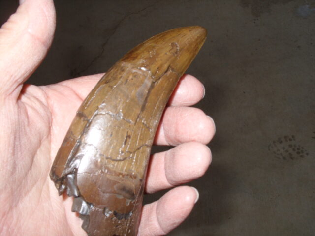 "Premium" T-rex Dinosaur Tooth (013025d) - Image 5