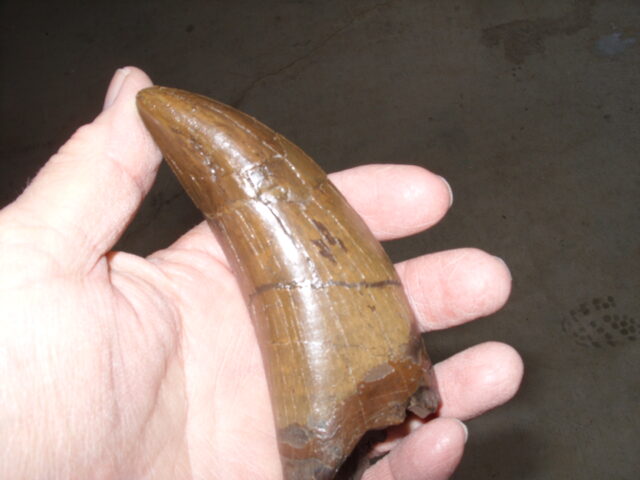 "Premium" T-rex Dinosaur Tooth (013025d) - Image 6