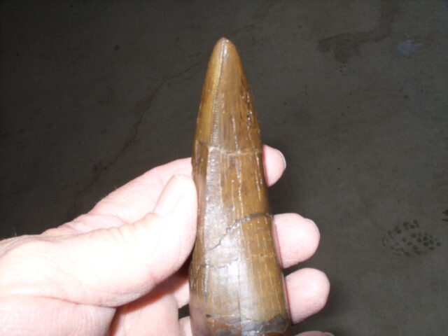 "Premium" T-rex Dinosaur Tooth (013025d) - Image 7