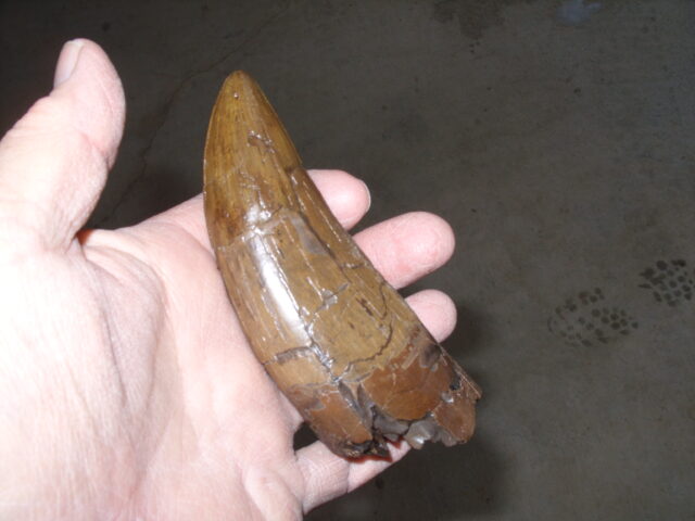 "Premium" T-rex Dinosaur Tooth (013025d) - Image 10