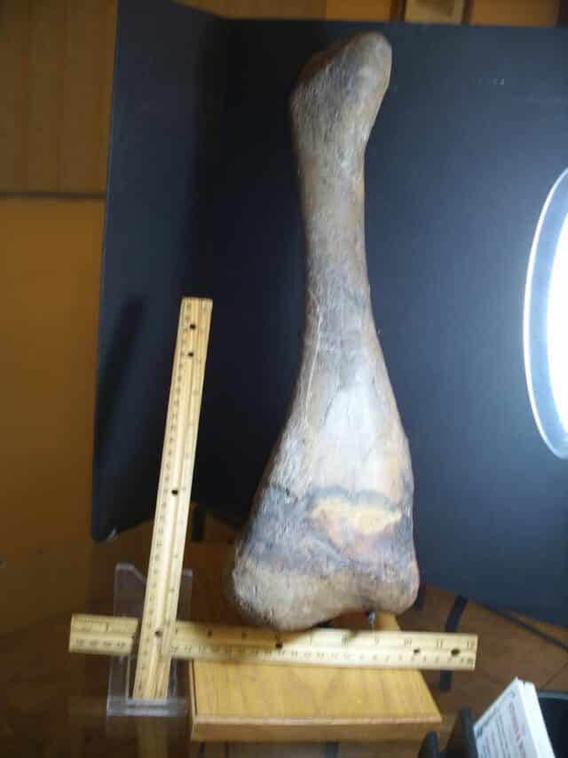 Edmontosaur (Duckbill Dinosaur) Tibia (013125a)