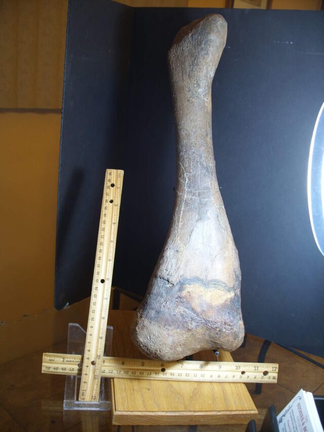 Edmontosaur (Duckbill Dinosaur) Tibia (013125a) - Image 2