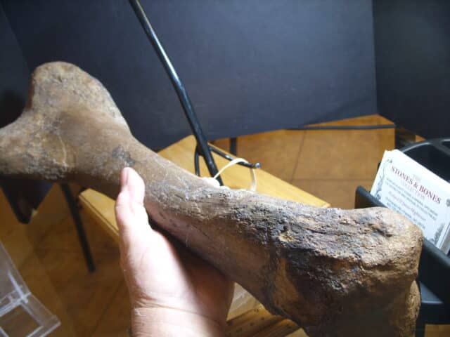 Edmontosaur (Duckbill Dinosaur) Tibia (013125a) - Image 3