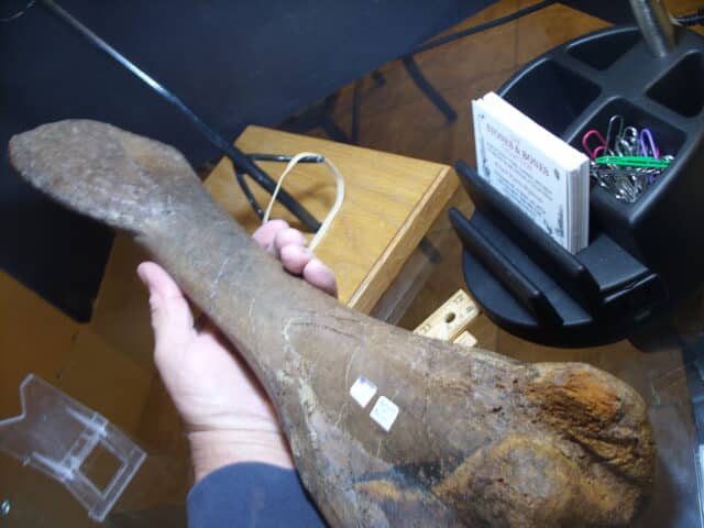 Edmontosaur (Duckbill Dinosaur) femur (013125b) - Image 3