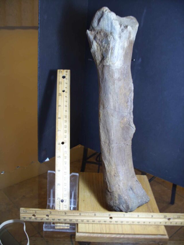 Edmontosaur (Duckbill Dinosaur) femur (013125b)