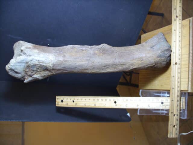 Edmontosaur (Duckbill Dinosaur) femur (013125b) - Image 2