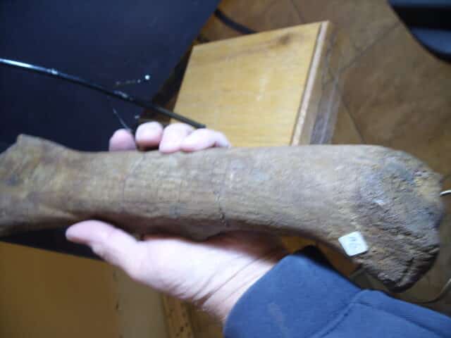 Edmontosaur (Duckbill Dinosaur) femur (013125b) - Image 4