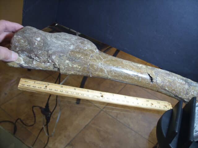 Edmontosaur (Duckbill Dinosaur)  (013125c)