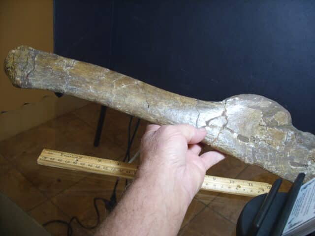 Edmontosaur (Duckbill Dinosaur)  (013125c) - Image 3