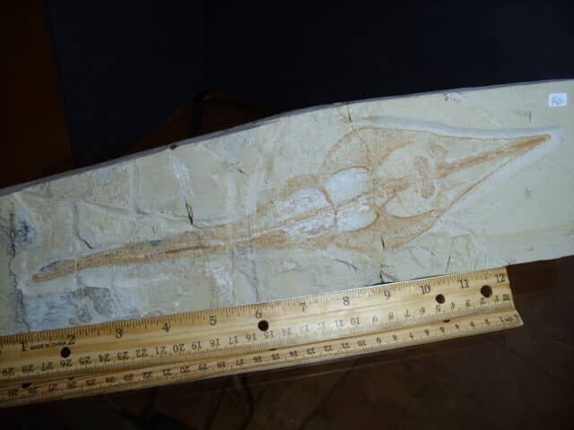 Fossil Ray - Rhinobatos  (013125e) - Image 4