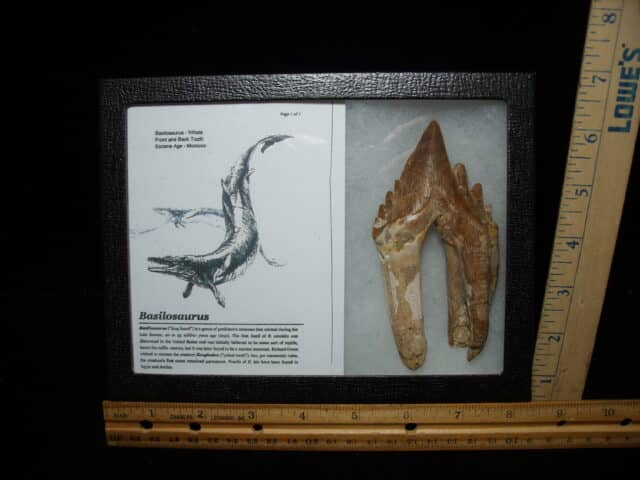 Basilosaurus  Tooth – Prehistoric Whale (020725c)