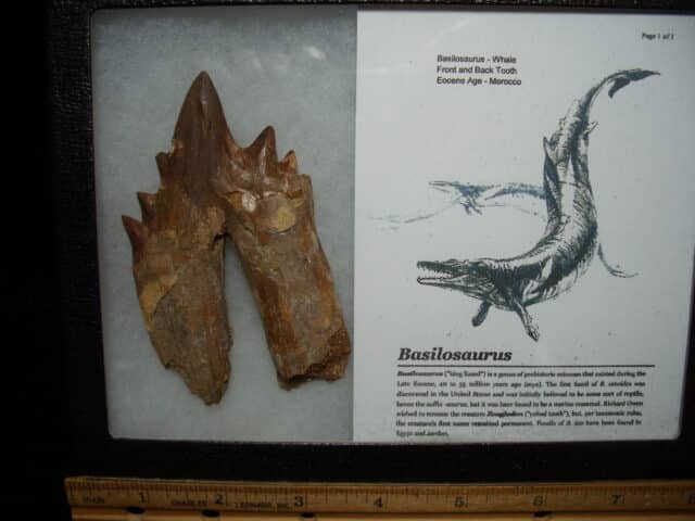 Basilosaurus  Tooth – Prehistoric Whale (020725d) - Image 2