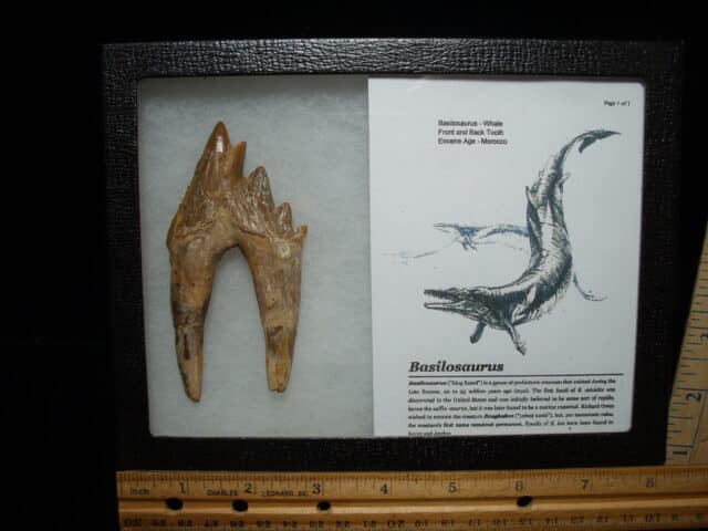 Basilosaurus  Tooth – Prehistoric Whale (020725e)