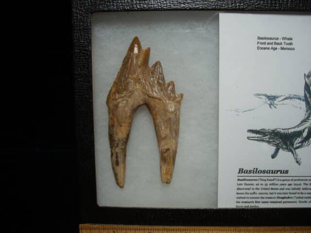 Basilosaurus  Tooth – Prehistoric Whale (020725e) - Image 2