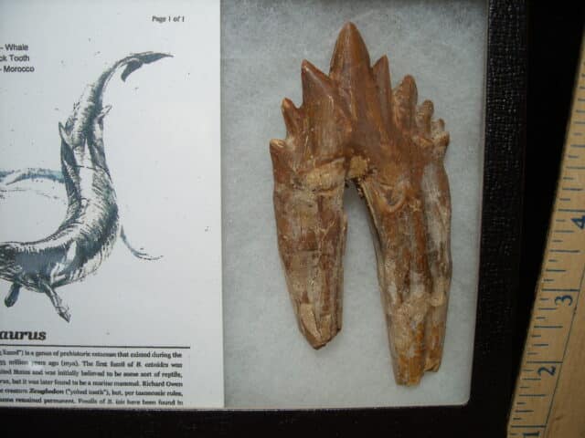 Basilosaurus  Tooth – Prehistoric Whale (020725g) - Image 2