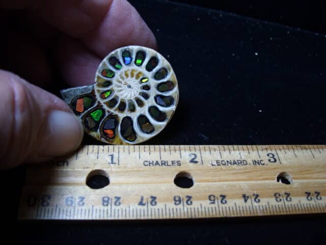 Ammonite/Ammolite  Specimen (020725m)