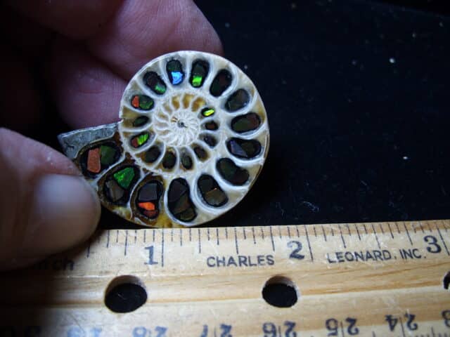 Ammonite/Ammolite  Specimen (020725m) - Image 2