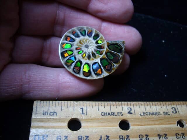 Ammonite/Ammolite  Specimen (020725k)