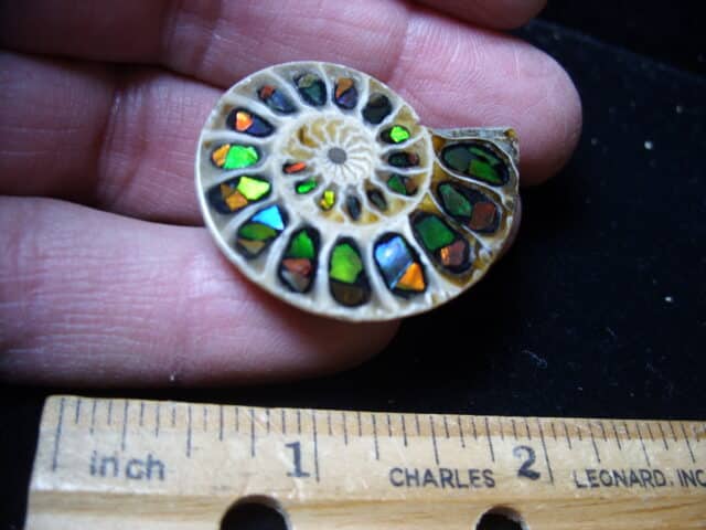 Ammonite/Ammolite  Specimen (020725k) - Image 2