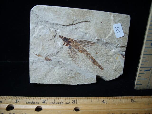 Fossilized Fish - Exocoetoides (020825b)