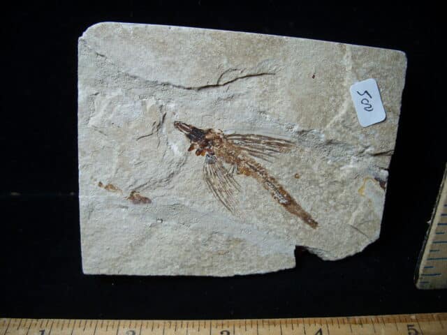 Fossilized Fish - Exocoetoides (020825b) - Image 2